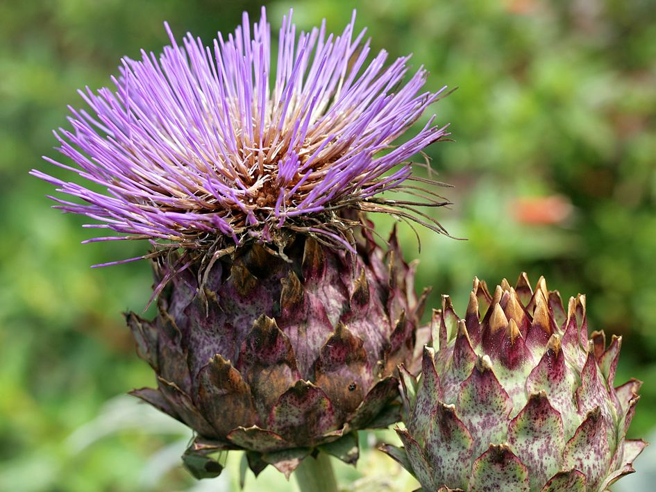 Cynara cardunculus